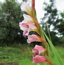Image result for Gladiolus crassifolius