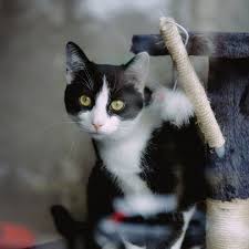 Beautiful Black And White Cat Pictures Beautiful Black And White Cat Cat Cats Catsagram Toptags Catstagram Instagood Kitten Kitty Kittens P Pretty Cats Beautiful Cats Kittens Cutest