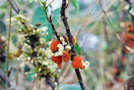 Image result for Connaraceae