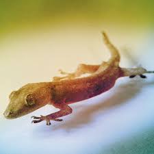Only due to this fact giecos is able to provide loans to members at a cheaper rate of interest than any financial institutions, this is a real achievement, and giecos would like to give the entire credit of this achievement to its esteemed members, well wishers, investors, retired members, dedicated staff members and all stakeholders. Die Gecko Kopierer Scinexx De