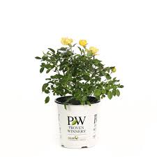 Glossy dark green flowers & size: Rosa Quart Oso Easy Hot Paprika Landscape Rose Live Shrub 4 5 In Orange Flowers Plants Seeds Bulbs Patio Lawn Garden Intekma Net