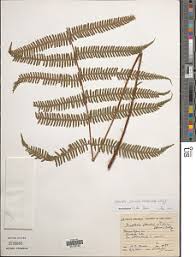 Image result for Ctenitis cirrhosa