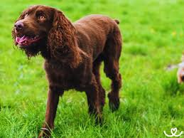 Image result for německý křepelák postava