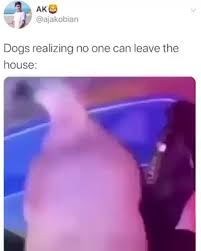 Bird Bouncing Golf Ball Fake Idea By Corbin O Brein On 2020 Video In 2020 Animal Jokes Cute Animal Memes Funny Animals