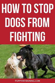 If the dogs are stressed by each other, of course, the first task is to keep them separated, through the assiduous use of doors, fences, baby gates, crates, and tethers. How To Prevent And Stop Household Dogs From Fighting Puppy In Training