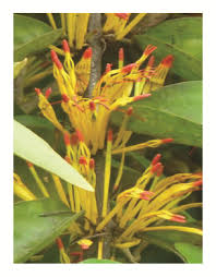 Image result for Phragmanthera capitata