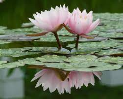 How To Make A Lotus Flower Simple Version And Origami Versions Plus Why Are They So Special In Hinduism And Buddhism Lily Flower Colorful Lily Water Lilies