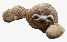 Jokey entry for boyfriend contest. Sloth Png Baby Sloth Transparent Png Transparent Png Image Pngitem