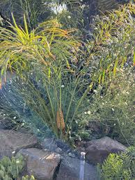 Image result for Cycas