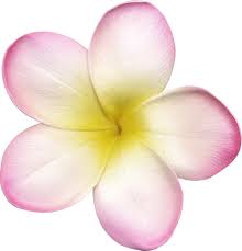 0 1153ed 73fc02a Orig 525 547 Flores Brasileiras Desenhos De Flores Imagens De Flores