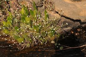 Image result for Inversodicraea