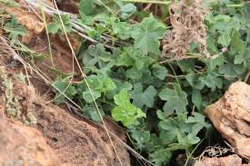 Image result for Trochomeria debilis