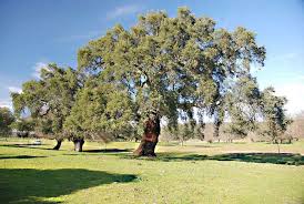 Image result for Quercus suber