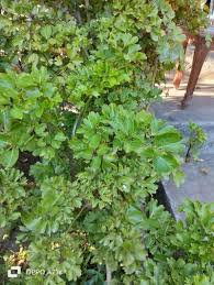 Image result for Polyscias kivuensis