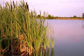 Image result for Typha capensis