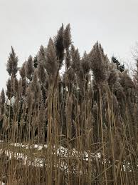 Image result for Phragmites