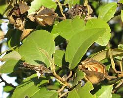 Image result for Lagunaria patersonia