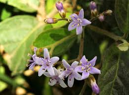 Image result for Ehretia rigida