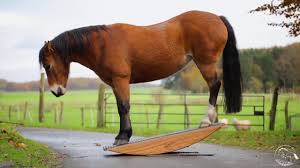 Sie möchten einen hunde pool selber bauen und damit für optimales schwimmvergnügen für ihren hund sorgen? Steigerwald T De Steigerwald Trainings Therapiegerate Die Diy Anleitung Fur Pferdwippen