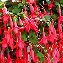 Giglio fiore di zafferano, a forma di ψ 4 40 ƿ: Campanelle Fiori Confronta Prezzi E Offerte E Risparmia Fino Al 56 Lionshome