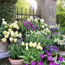Tulips In Pots Plants Garden Blomster Flowers Spring Garden Front Yard Garden Garden Bulbs