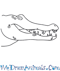 Maybe you would like to learn more about one of these? How To Draw An Alligator Face