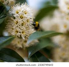 Image result for Cunonia