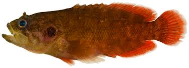 Image result for Pseudobersama