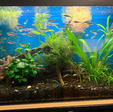 Workplace Relax Fishtank Moje Fish Tank Workplace Relax