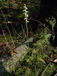 Image result for Nephrangis