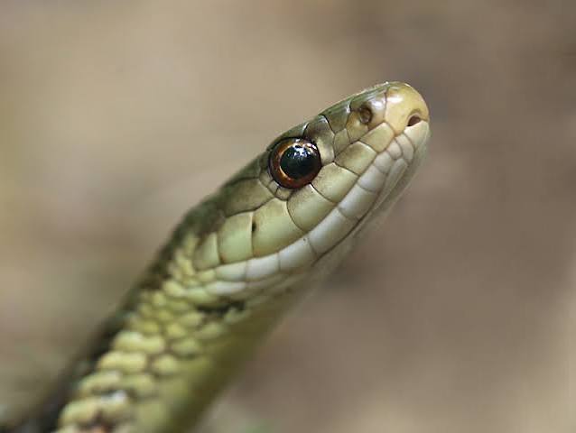 What a Snake's Eyes Can Tell You | Naturally Curious with Mary Holland