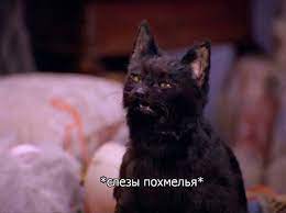 pin ot polzovatelya black nightmare na doske salem cat koshachi memy memy zhivotnye veselye memy