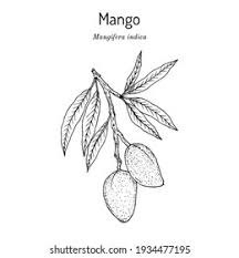 Image result for Mangifera indica