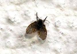 We offer the following pest control services in pest control e5, clapton. 24 Hour Pest Control London Extreme Pest Control