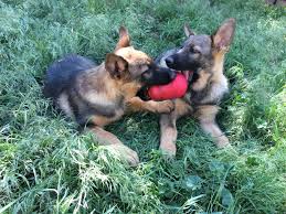Breeders and trainers of world level show lines and working line german shepherd dogs. Apex German Shepherd Dog Home Facebook
