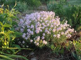 Image result for Eriosema shirense