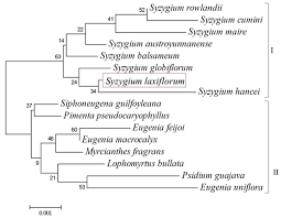 Image result for Syzygium rowlandii