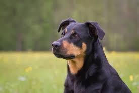 He's easily excited when he sees people coming to pet. Rottweiler Lab Mix What To Know About This Stunning Family Dog Perfect Dog Breeds