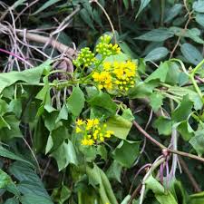 Image result for Delairea odorata