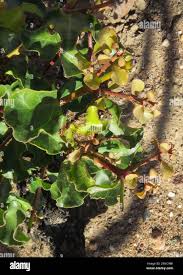 Image result for Euclea undulata