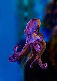 Thelordismylightandmysalvation Octopus I Like The Form Of This One The Stretching Tentacles Towards Beautiful Sea Creatures Ocean Animals Ocean Creatures