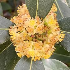 Image result for bay leaf bush foto