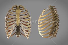 Various skeletal muscles are attached to the rib cage. Thoracic Cage Spc Id 3666 Science 3d Illustration