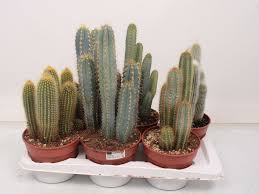 Rare cactus spiral cactus exotic cactus rare cactus exotic cactus plant rare succulent cute cactus l. Cactus Y Suculentas 6 Cactus Espiral Altura 45 Cm