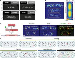 Animal cells can take up sucrose against its concentration gradient using a na+/sucrose symporter. Bacterial Vivisection How Fluorescence Based Imaging Techniques Shed A Light On The Inner Workings Of Bacteria Microbiology And Molecular Biology Reviews