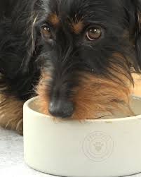 Die Einfache Art Zu Barfen 100 Naturlich Gesund Und Praktisch Gesunde Und Naturliche Hundenahrung Ohne Z In 2020 Natural Dog Food Dog Food Recipes Natural Dog