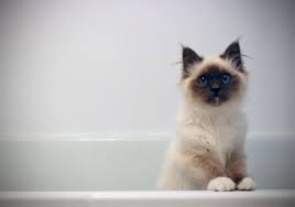 Birman Blue Point Kittens For Sale Birman Kitten Blue Point 5 Months Old Fancy Cats Cute Cats Photos Crazy Cat Pictures
