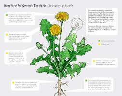 Maybe you would like to learn more about one of these? Multiple Neuroqueer Veganarchists Permatech Dandelions Are The Enemy In The War