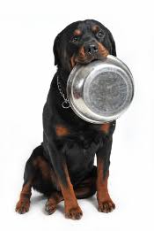 How Often How Much To Feed Meisterhunde Rottweilers