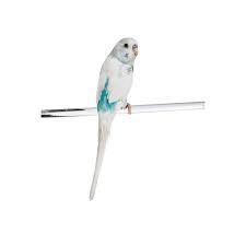 Before heading to your local pet store, we suggest you call in advance to confirm that the selected store has what you're looking for in stock. Parakeets Near Me For Sale Online